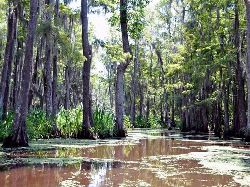 swamps in Louisiana to represent financial situation metaphor 